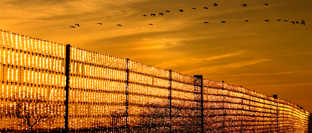 fence and geese